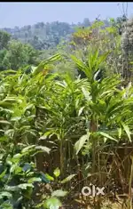 Udubanchola Near 48 AC Cardamom Estate for sale