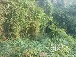 കാർ കയറുന്ന  റോഡ് . 20സെന്റ് സ്ഥാലം വില്പനക്ക്. സെന്റിനു 3 ലക്ഷം രൂപ