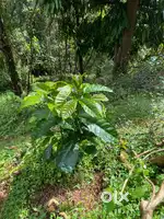 Land Available For Sale Near Sringeri