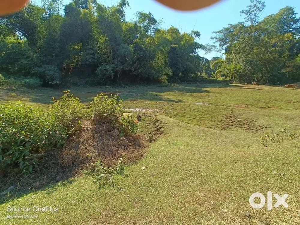 1 kani jaiga sale . Please contact.