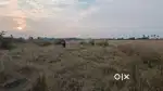 I want to sale my 285 square feet west facing land