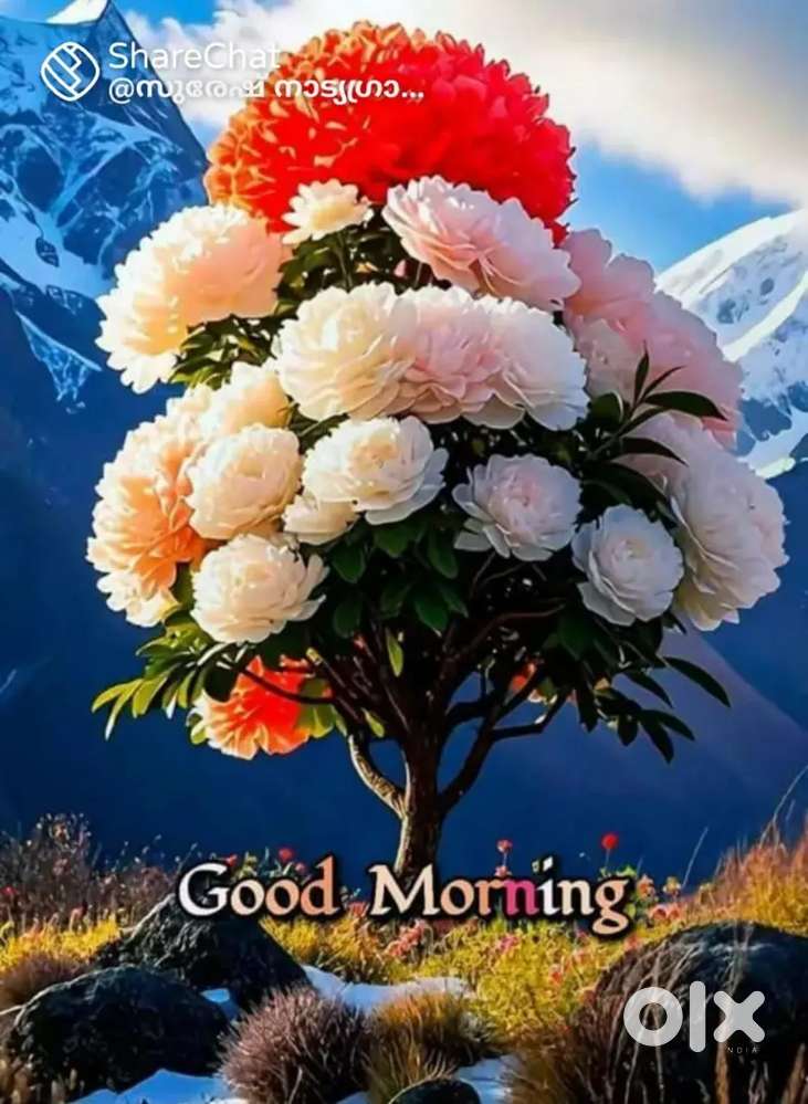 പൂക്കട പാരിപ്പള്ളി