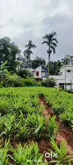 – 25 Cent Plot with 2906 sq.ft House in Pachilakkad Wayanad