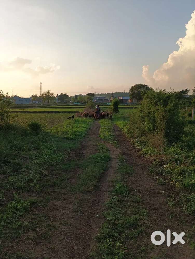 Foundation with plot