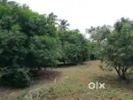 Selling on mango land.