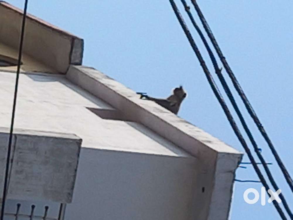 1 BHK floor available for Rent at Mithilapuri Vijay nagar jabalpur