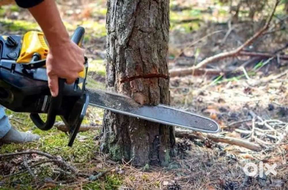 തേക്കും മഗോണിയും വിൽപ്പനയ്ക്ക്