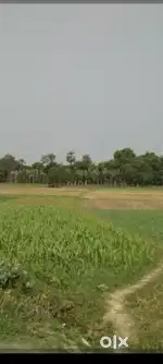 (MAWANA HASTINAPUR) 102 BIGHA LAND ONLY IN 5 LAKH PER BIGHA
