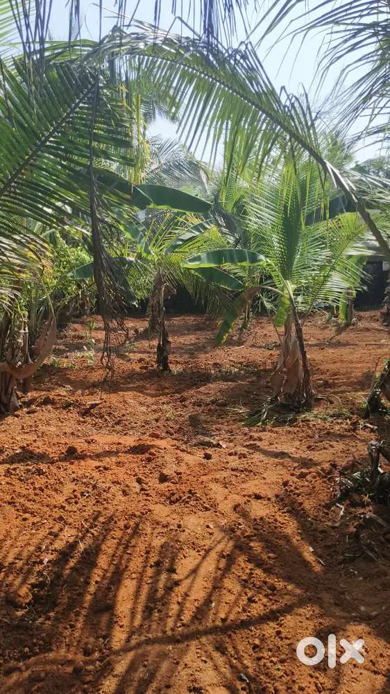 Land for selling near Rajagiri hospital, medical College,nuals ,