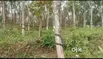 4.5 acre Rubber land For Sale