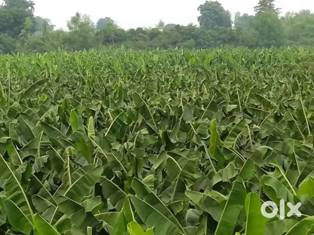 Bagaytai agricultural land