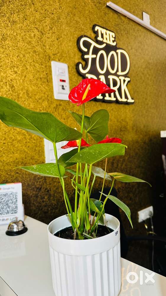 Waiter freshers can apply