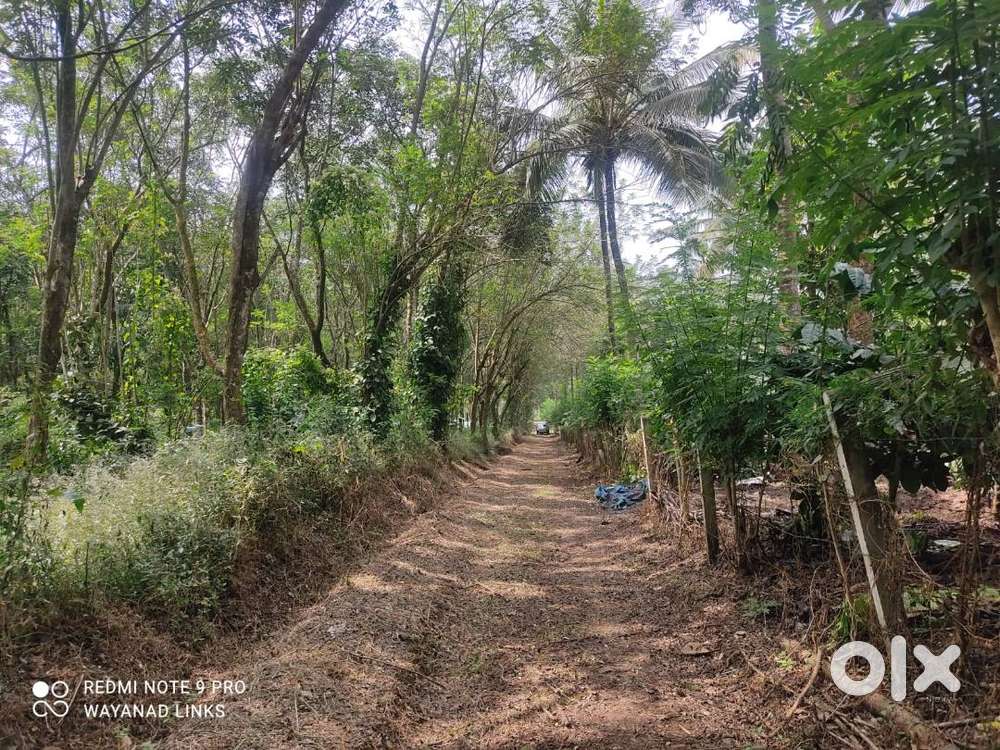 2 Acre Plot with Teak & Rubber  Padichira Pulpally Wayanad