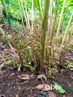 Cardamom plantation sale