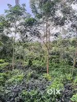 Agricultural land (Rubber) for sale