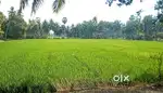 Paddy field good for farming and for commercial use