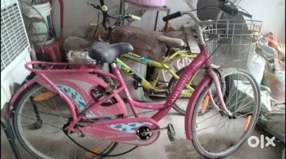 Ladybird cycle