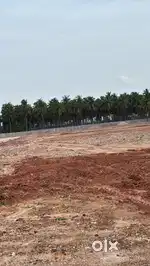 Open plots for sale in Diwancheruvu Rajahmundry 12500