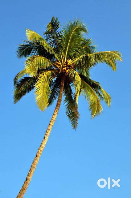 Coconut grove for sale