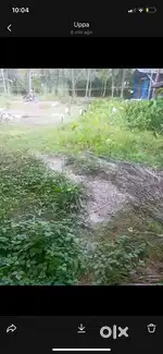 6cent land