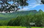 Estate for Sale in Mallenhalli Road, Chikkamgaluru Estate for Sale!