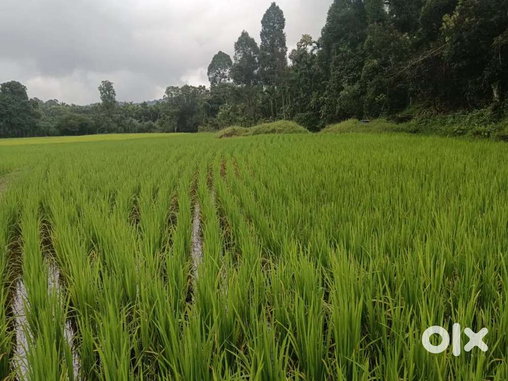 Land For sale ( Aracanut , coffee , pepper , Rice plot , Nutmeg (jayi)