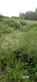 Suman Nagar haridwar bahadrabad