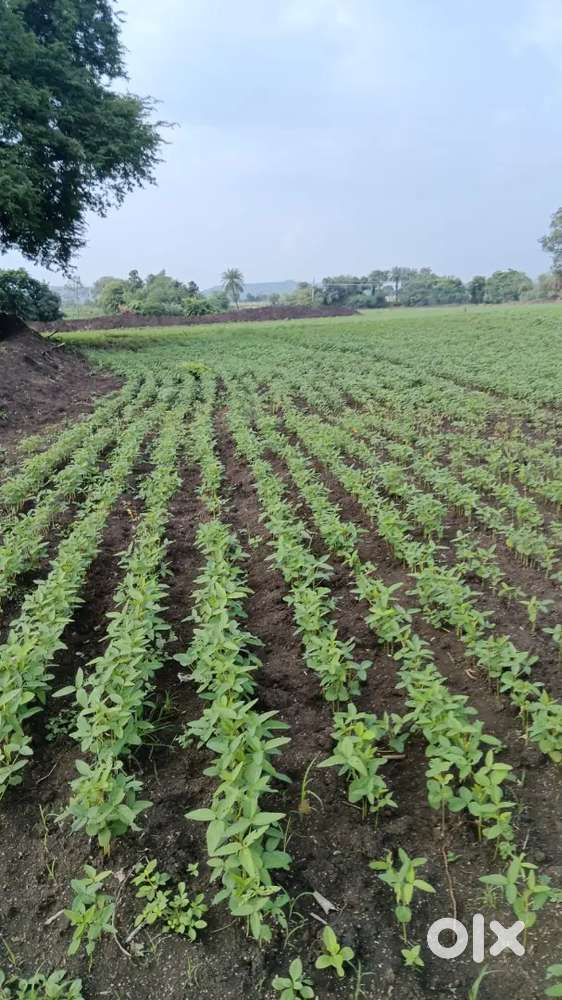 जमीन 5 बीघा बेचना हे अर्जेंट जरूरत हे पैसे की किसी को लगे तो संपर्क कर