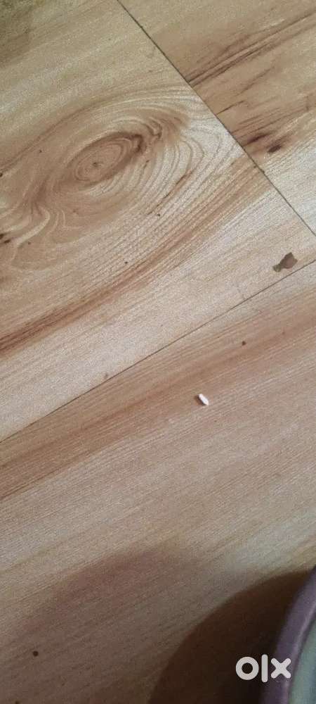 I need a job holder girl roommate  serious person message