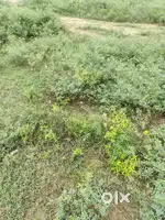 T- point plot