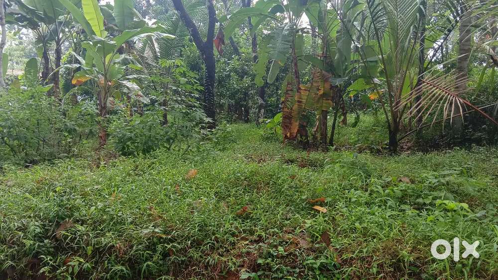 Plot for sale at Muvattupuzha