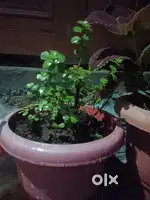 Plants selling