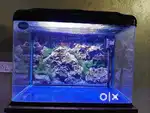Selling One year old Aquarium (Rs600B)