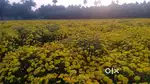 Agriculture land