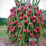 Agriculture land owner come and join us