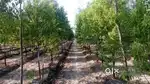 SANDAL WOOD FARMING PROJECT PLOT FOR SALE
