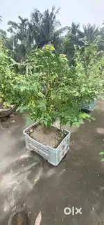 Kamrya tree