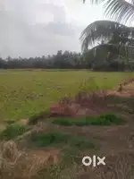 Land and plot for sale in Thakazhi ,thennadi, alappuzha district