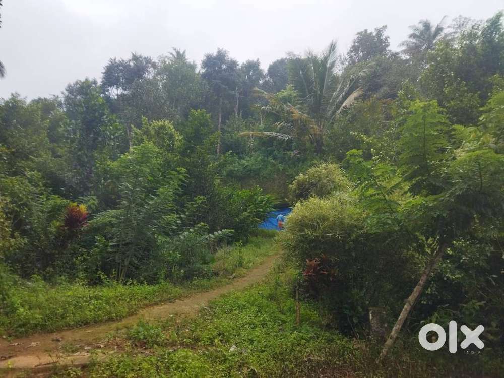 175 Cents Plantation Property on Ponmudi