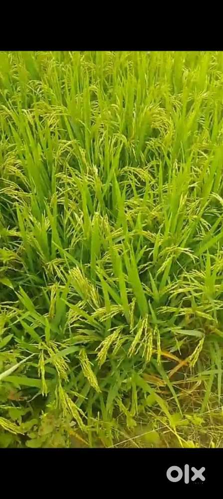 10 acer  each acer 40lack
