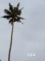 Coconut tree