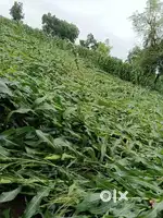 0.32 आर शेती विकणे आहे बागायत
