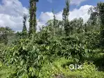 15 ACRE WELL MAINTAINED COFFEE LAND FOR SALE IN KARTIKULAM