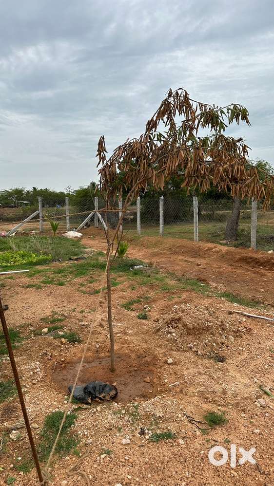 Calm plot and hill staion look