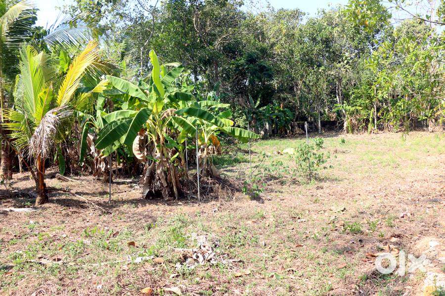 Land 25 cents at Caritas 1.4 km from MC road 2.75 lakh/cent