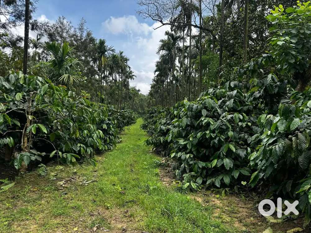 106 acre well established coeffe estate with bungalow excellent yield