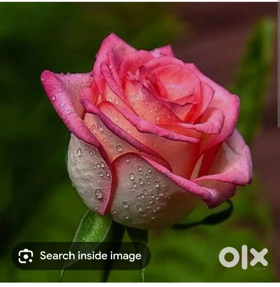 Mobile Shop Job vacancy