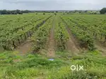 Agricultural land for sale