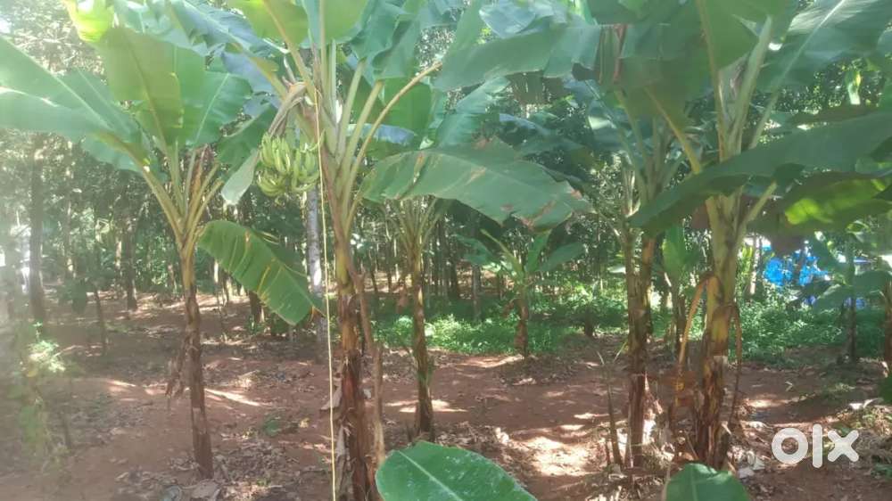 പെരുമ്പഴുതൂർ വസ്തു വില്പനക്ക് (വഴുതൂർ അല്ല )