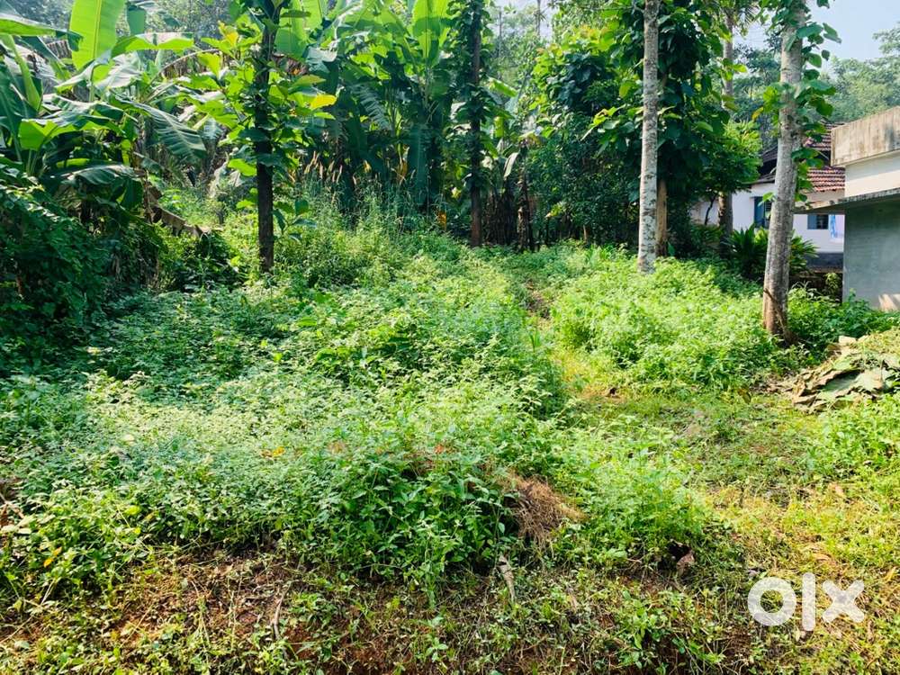 25 cent Land for sale@ Kothachira ,Palakkad